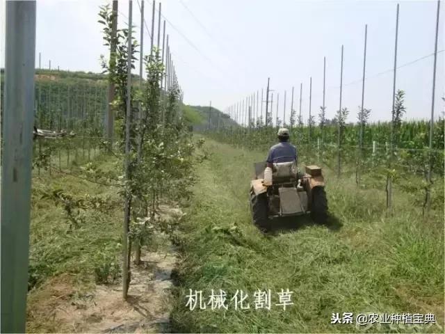 详谈果园种草(庚寅日柱女命详谈另一半)