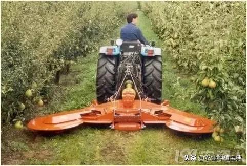 详谈果园种草(庚寅日柱女命详谈另一半)