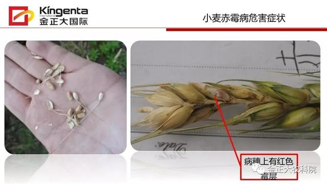 作物病虫害诊断及农药应用基础