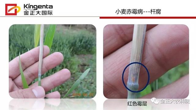 作物病虫害诊断及农药应用基础