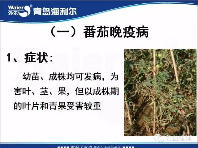 番茄管理解决方案(小番茄种植技术与管理)