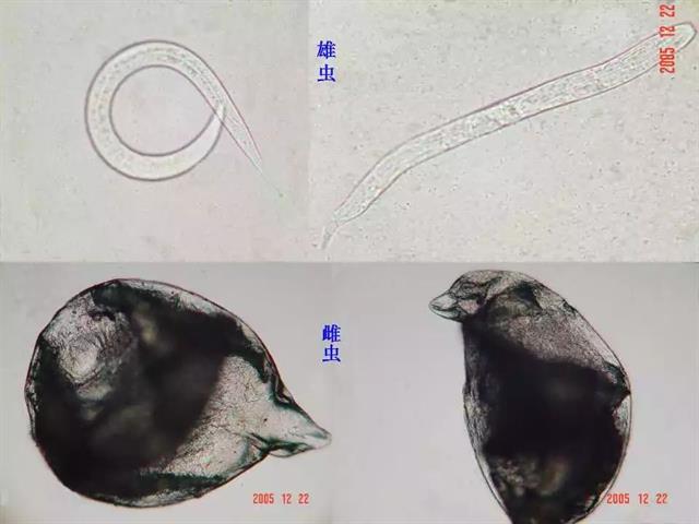 番茄病虫害图解及防治方法(番茄病虫害图片与防治方法)