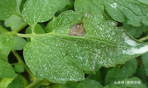 大西红柿种植指导书(大西红柿种子什么品种好)