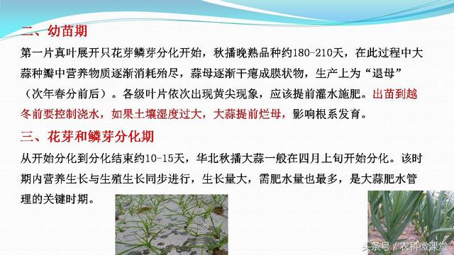 大蒜种植管理技术——专题讲座(大蒜怎么种植)