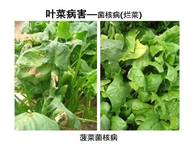 蔬菜病虫害高清图谱(蔬菜病虫害图片)