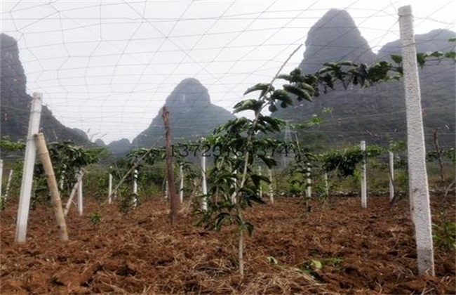 百香果垂帘搭架技术(垂帘式百香果种植搭架图)