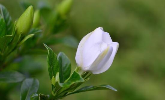 枙子花热天怎么样养护(枙子花热天怎么样养护好)