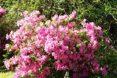 怎么种植杜鹃花(杜鹃花种植方法)