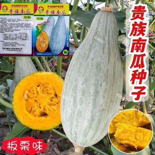 金丝栗瓜种植方法