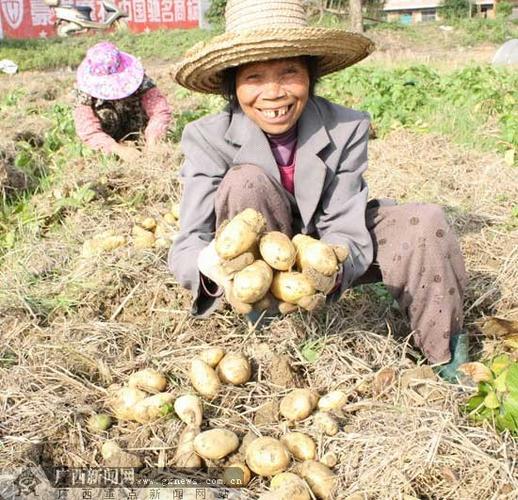 土豆致富带头人