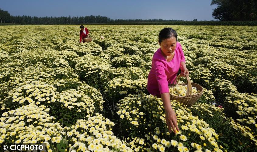 山西能种菊花吗