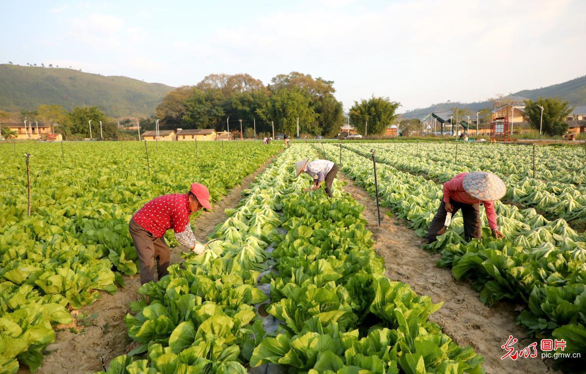 乐山蔬菜种植基地