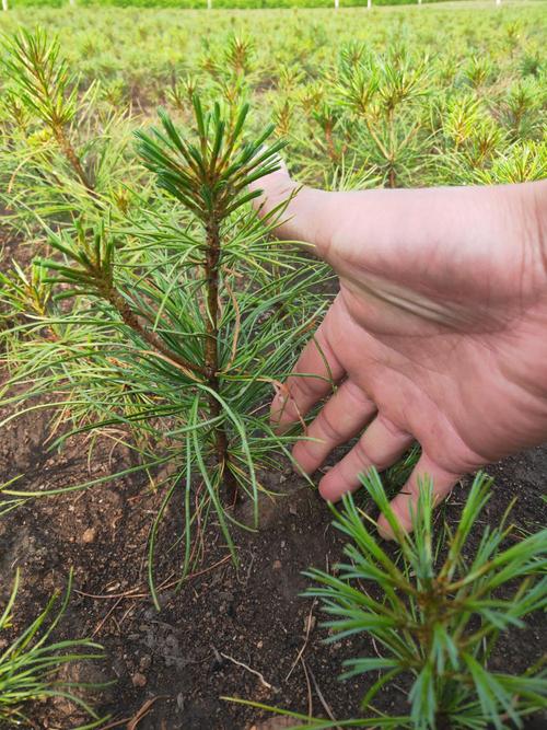 红松树种植管理技术