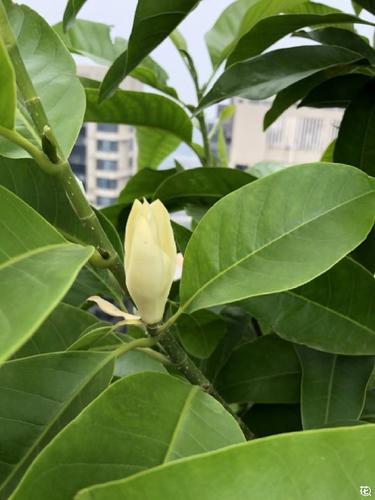 玉兰花种植技术