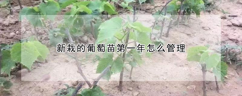 新栽葡萄树怎么施肥(新栽盆栽葡萄树施肥方法)