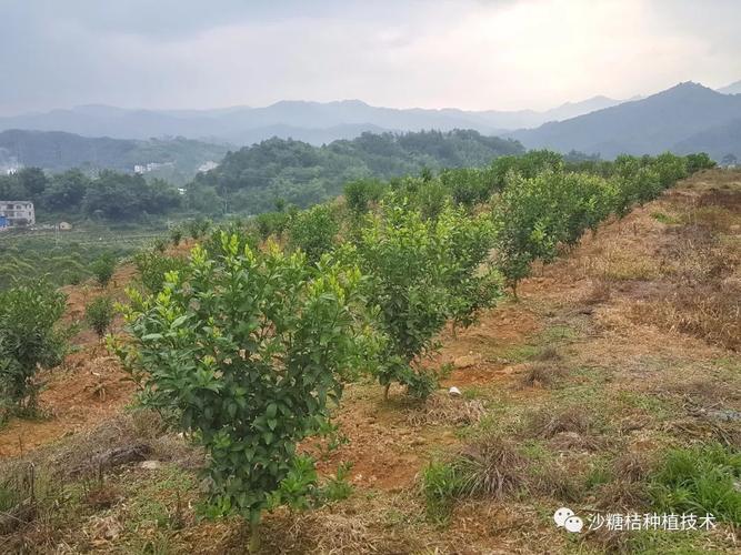 山地沙糖桔种植技术