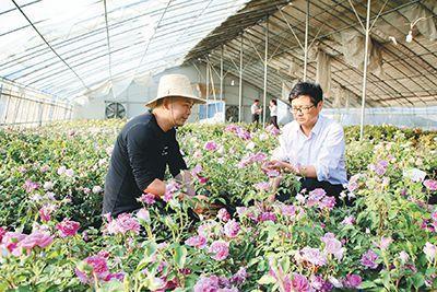 花卉种植技术大全(花卉种植技术知识)