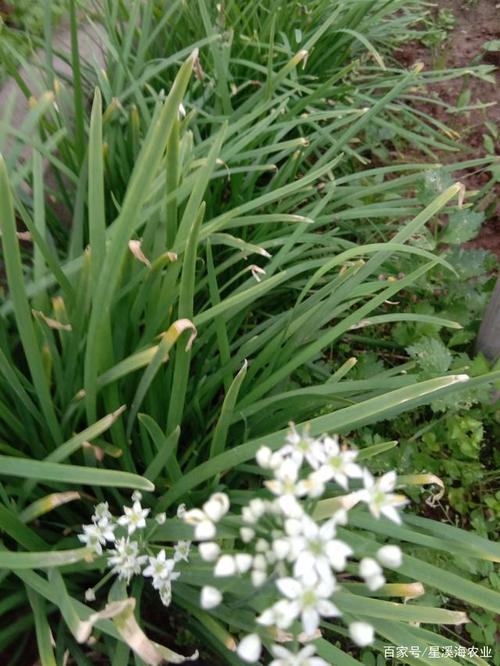 广东韭菜花种植技术