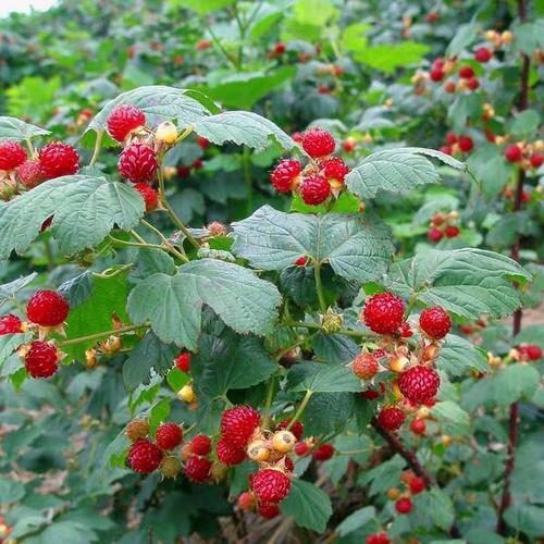 双季红树莓种植技术