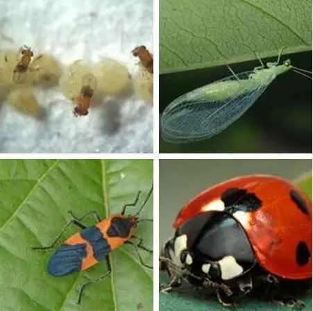 解读果树绿色防控技术，生态防控 物理防治 生物防治