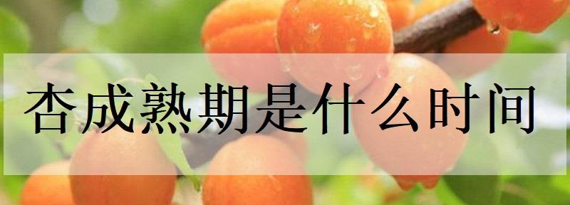 杏成熟期是什么时间(车厘子的成熟期是什么时候)