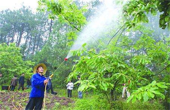 板栗的高产施肥技术(板栗专用肥)