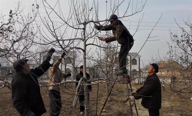 果树管理歌内容详细讲解(关于果树管理的软件有哪些)