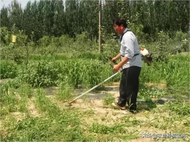 详谈果园种草(庚寅日柱女命详谈另一半)