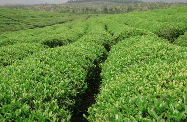 冬季茶园管理应做好防寒防冻措施(茶园防寒抗冻技术措施)