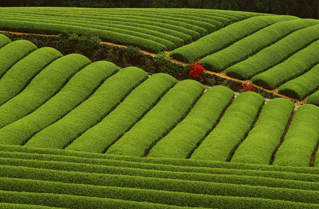 冬季茶园管理应做好防寒防冻措施(茶园防寒抗冻技术措施)