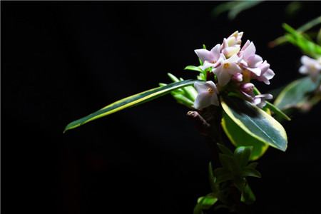 瑞香花怎么种植家庭养法(瑞香花的栽培技术与管理)