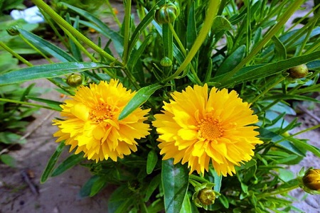 大花金鸡菊怎么种植(大花金鸡菊种植到开花要多久)