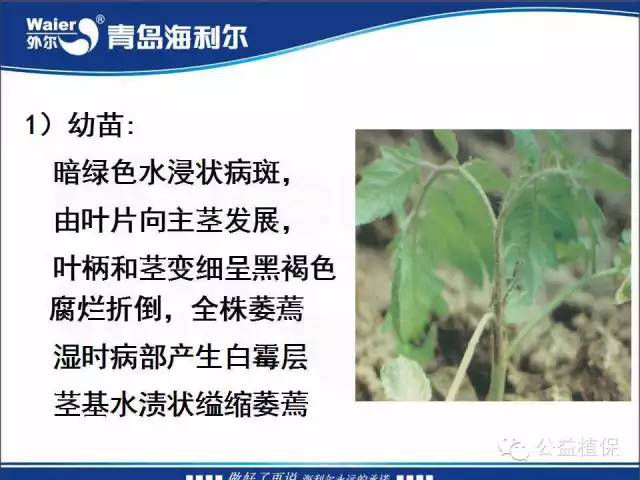 番茄管理解决方案(小番茄种植技术与管理)