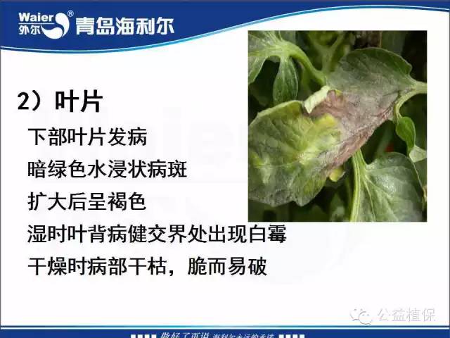 番茄管理解决方案(小番茄种植技术与管理)