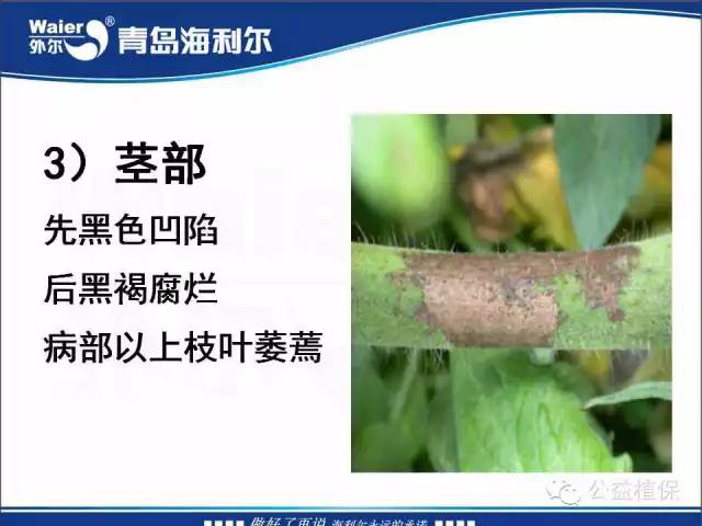 番茄管理解决方案(小番茄种植技术与管理)