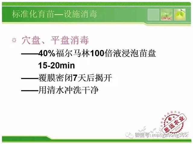 超详细西瓜标准化栽培技术(现在最新西瓜种植技术)