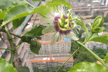 百香果只开花不结果的原因(百香果树只开花不结果是怎么回事)