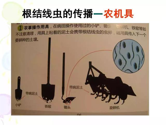 番茄病虫害图解及防治方法(番茄病虫害图片与防治方法)