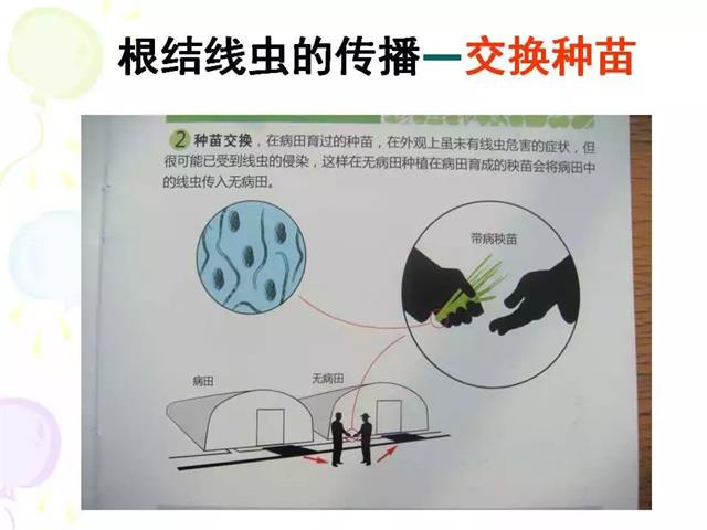 番茄病虫害图解及防治方法(番茄病虫害图片与防治方法)