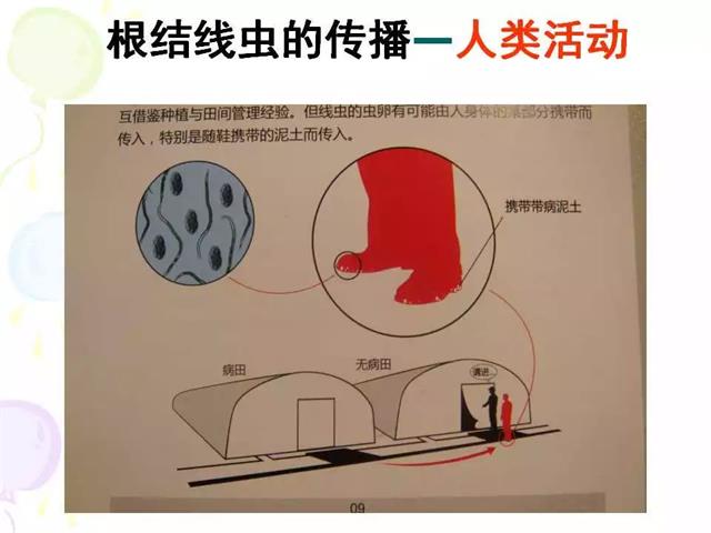 番茄病虫害图解及防治方法(番茄病虫害图片与防治方法)