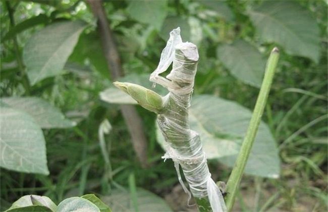 核桃树苗的嫁接办法(核桃树嫁接技术视频)