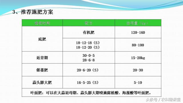 大蒜种植管理技术——专题讲座(大蒜怎么种植)