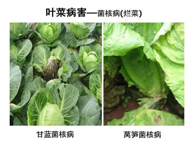 蔬菜病虫害高清图谱(蔬菜病虫害图片)