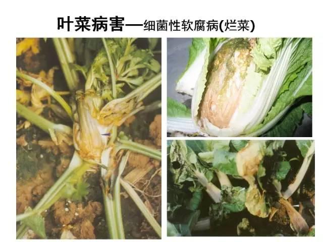 蔬菜病虫害高清图谱(蔬菜病虫害图片)