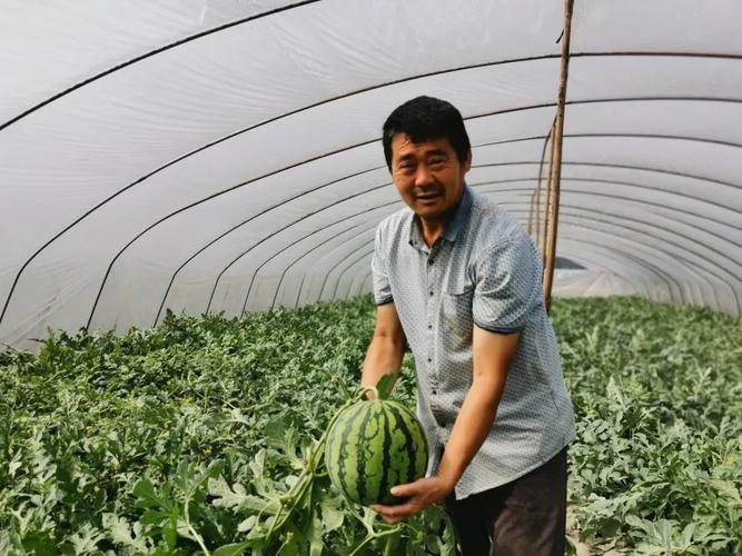 大棚西瓜的种植方法和管理技术