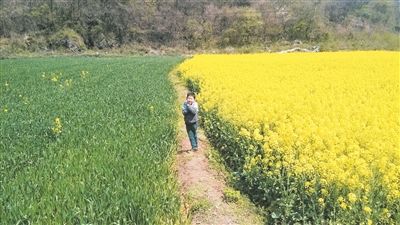 谈谈小麦或油菜的栽培