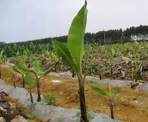 香蕉种植技术与施肥