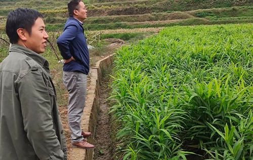 种植生姜什么时候需要培土