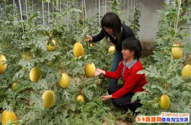 种水果靠什么赚钱