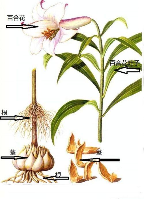 食用百合的这些种植技巧你都了解吗?多了解…